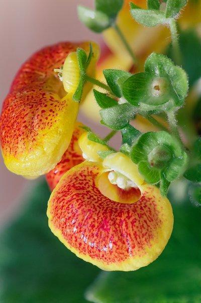 女人什么颜色钱包旺财，女人用什么颜色的钱包招财（家里养这几种花）