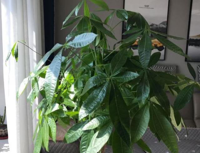 发财树的养殖方法，发财树的养殖方法和注意事项盆景怎么修剪