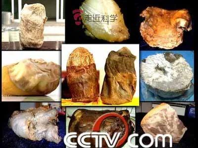 太岁是怎么形成的，太岁是怎么形成的视频（科学家探秘“太岁”真相）