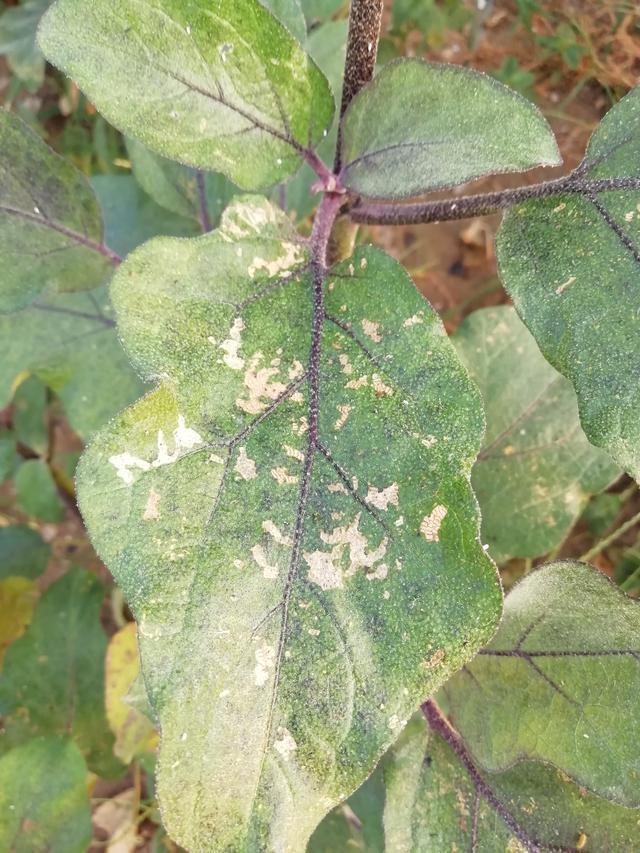 可以用什么表示颜色的词语写茄子，茄子怎么形容的颜色词语（指导孩子进行作文观察）