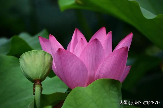 荷花可以用什么形容词，荷花用什么形容词修饰（过雨荷花别样艳）