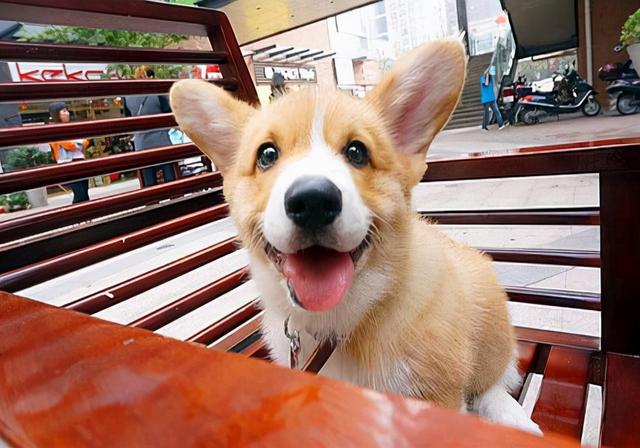 小便出血怎么办，小便时尿出血是怎么回事（狗尿出来血是什么原因是什么）