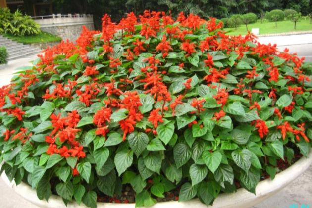 串红花图片大全,一串红这样养 - 玉三网