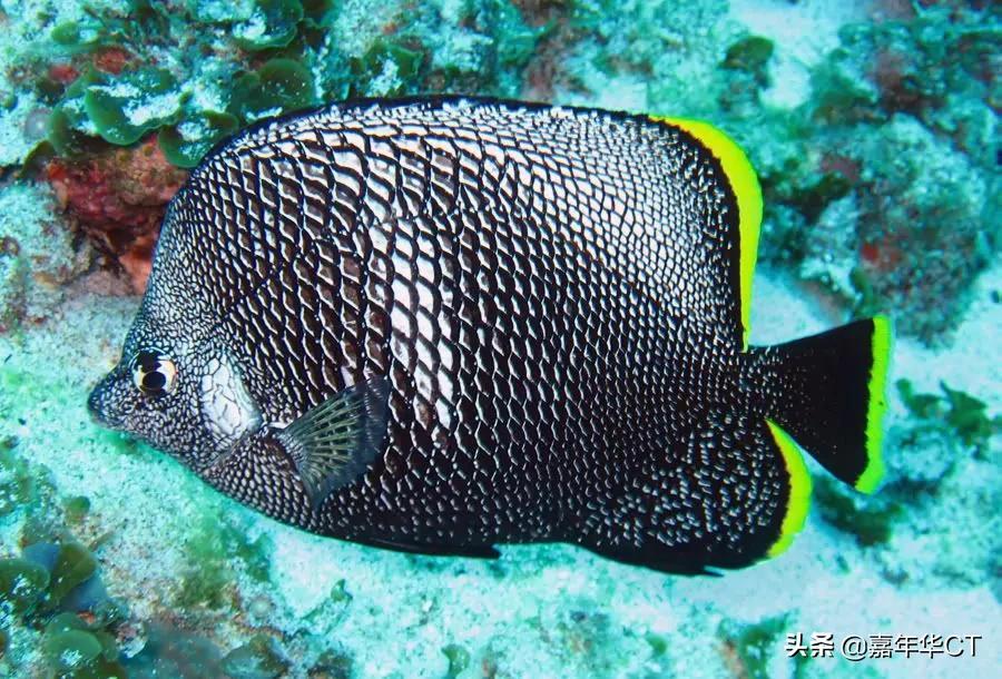 中国最贵的鱼十大排名(世界上最昂贵的10种观赏鱼) - 去钓鱼