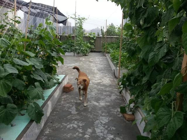 土的密度多少kg每立方米，土的密度一般是多少（楼顶种植与地面栽培有何不同）