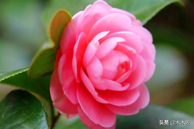 山茶花的花语和寓意，山茶花的寓意（茶花中的珍品——赤丹）
