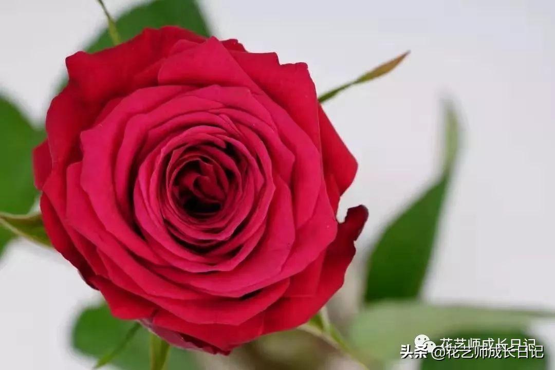 红玫瑰花语是什么(一支红玫瑰花代表什么意思)插图(18)