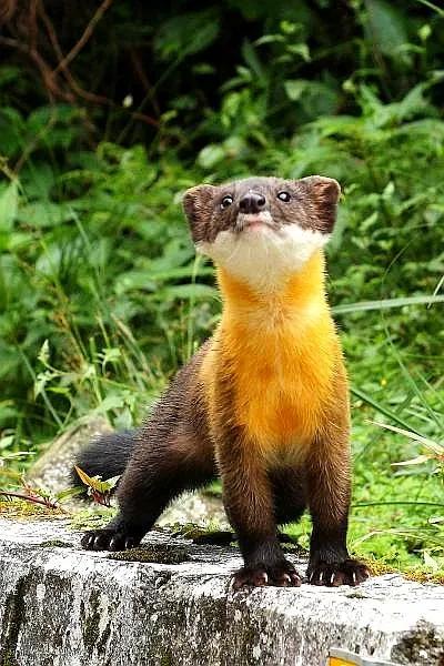 貂和黄鼠狼的区别，雪貂和黄鼠狼的区别（生物相册：黄鼠狼）