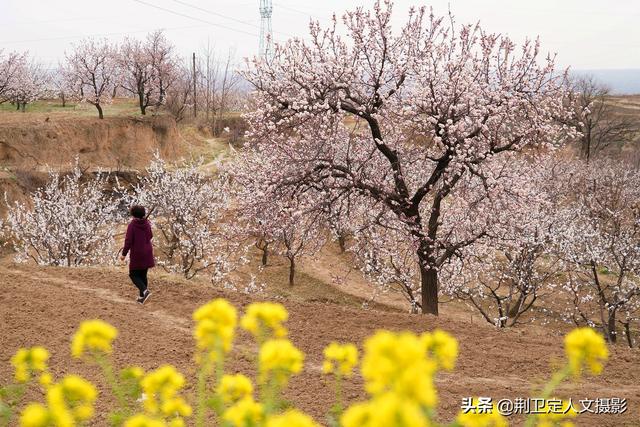 杏花村在山西的哪里，山西有没有杏花村（山西运城发现1个杏花村）