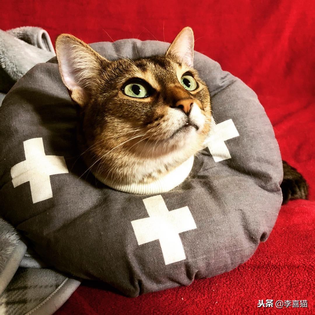 猫能吃猪肉吗(猫咪能喝蛋花汤吗)