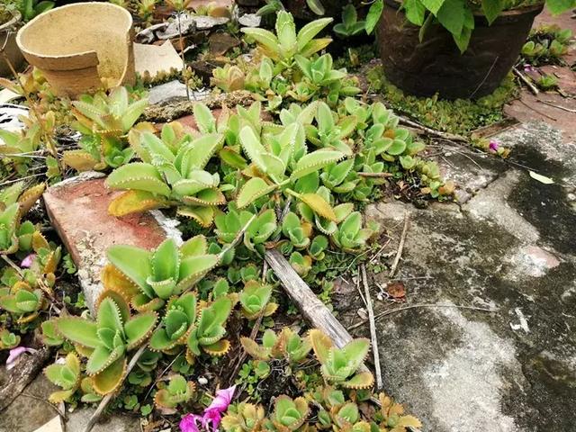 绿萝好养吗,绿萝怎样栽培(绿萝竟然排在倒数第1) 绿萝好养吗,绿萝怎样栽培(绿萝竟然排在倒数第1)