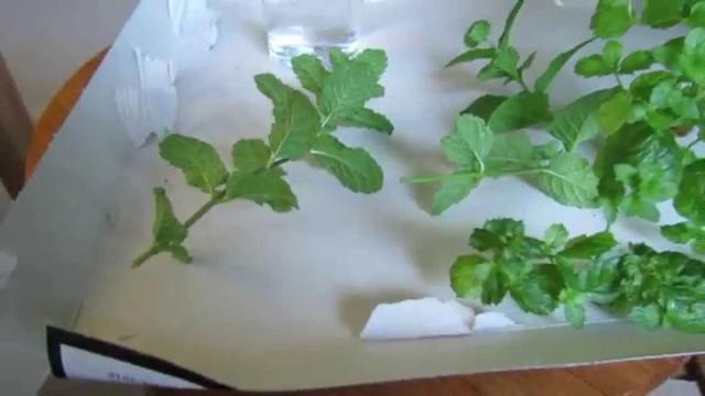 薄荷为什么不能在家养，薄荷的10种食用方法（为什么别人家的就随便长）