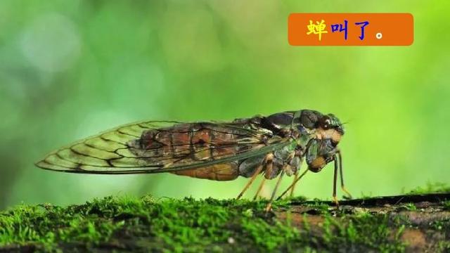 雷雨课文原文，雷雨课文原文（雷雨（二语下第16课《雷雨》课堂实录+笔记+知识梳理+课后练习+答案）