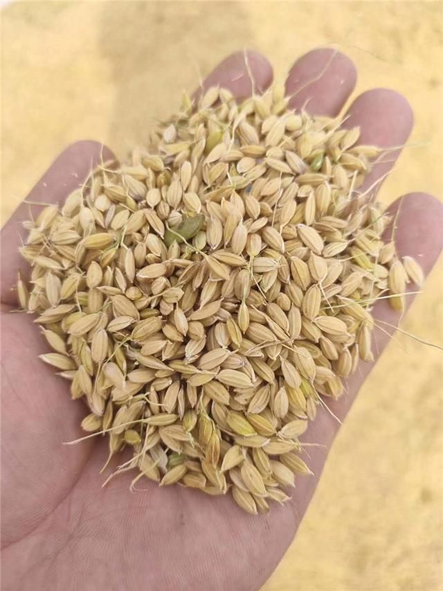 苏油是什么油，苏油的油怎么样（粉条润滑米饭香）