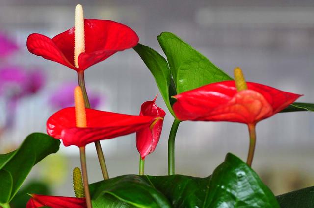 梦见给花浇水，梦见在给花浇水（5种花的浇水方法）