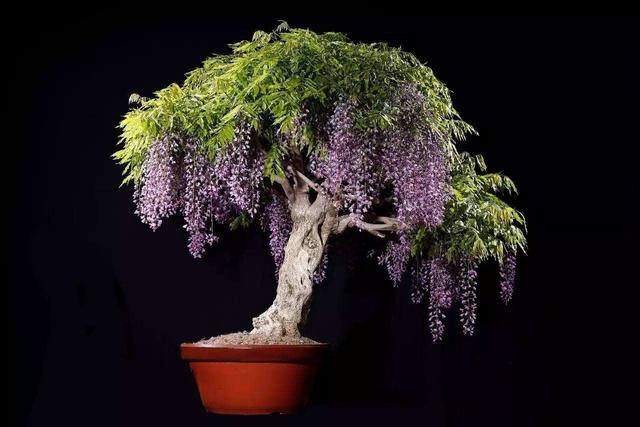 紫藤盆景怎么养，紫藤盆景怎么养护（怎么才能造型好，温馨飘逸）