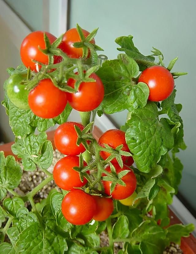 西红柿的种植方法和管理技术，西红柿的种植方法和管理技术视频（解开你总是种不好番茄之谜）