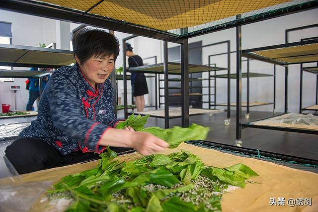 蚕茧怎么保存，蚕茧怎么保存到明年（蚕茧除了缫丝还能变身工艺品）