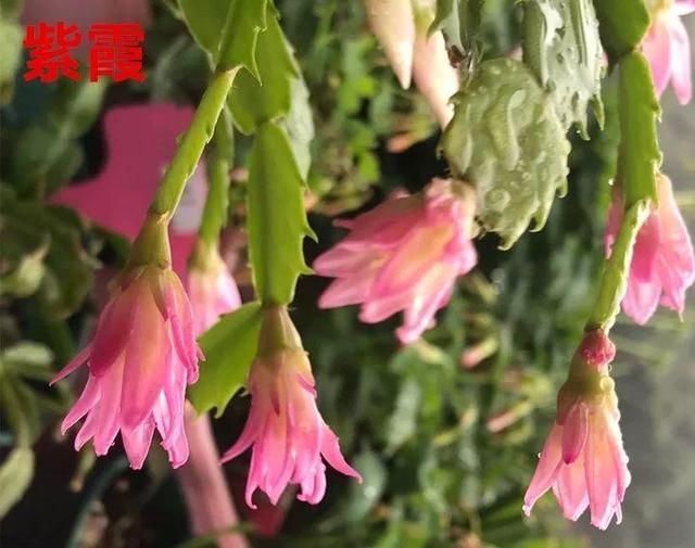 蟹爪兰图片，蟹爪兰你不知道的品种（蟹爪兰支架图片大全）