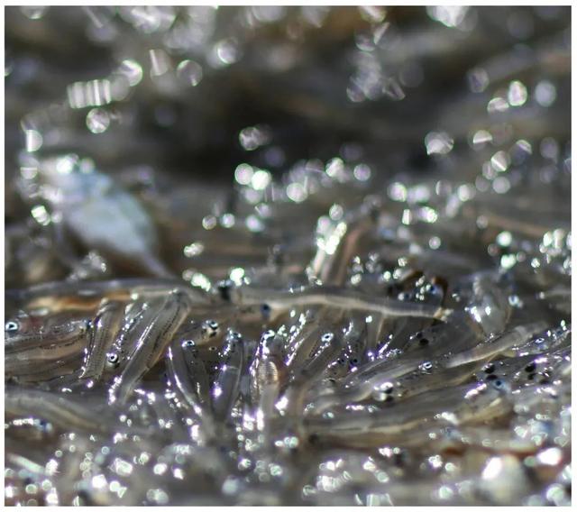 海蜒干怎么做好吃法,海蜒干可以直接吃吗(小小海蜒鲜的让你眉毛掉下来) 海蜒干怎么做好吃法,海蜒干可以直接吃吗(小小海蜒鲜的让你眉毛掉下来)