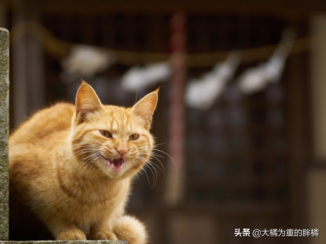 驱赶猫长期有效好办法，驱猫最有效的方法（发情野猫叫声太烦人）