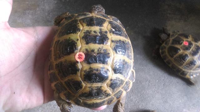 俄罗斯陆龟是什么龟，俄罗斯陆龟是什么龟类（又叫俄罗斯陆龟）