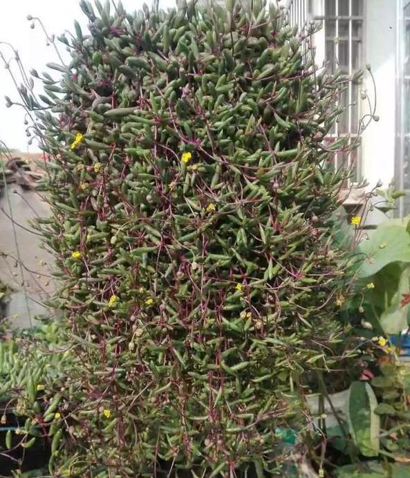 紫玄月的养殖方法和注意事项，紫玄月的养殖方法和注意事项夏季（枝叶长得快、开花更美）