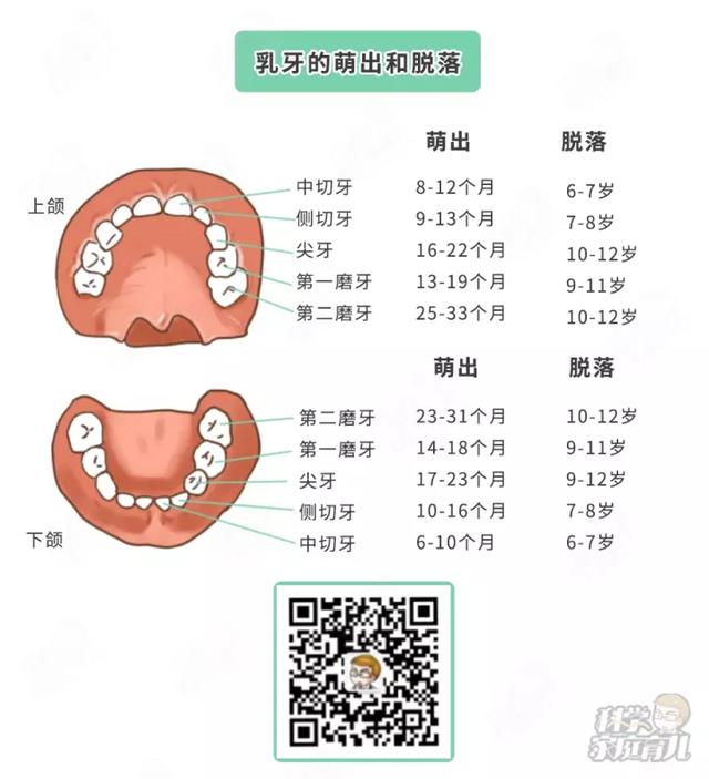 4岁零8个月换牙属不属于早熟，5岁换牙属不属于早熟（关于孩子换牙的8大常见问题）