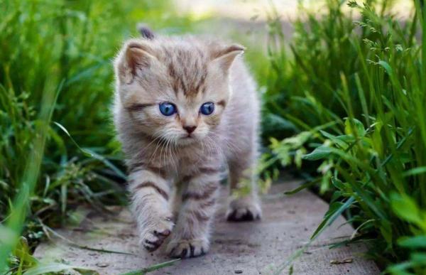 小猫多久会忘记猫妈妈，小猫长到多大时猫妈妈会赶走（猫咪能记住主人一辈子）