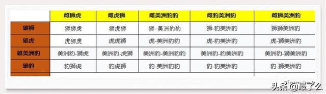 美洲豹和黑美洲狮有什么区别，一篇文章带你读懂大型猫科动物分类