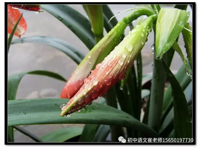 屋舍俨然的舍什么意思，有良田美池桑竹之属（《桃花源记》所有知识）