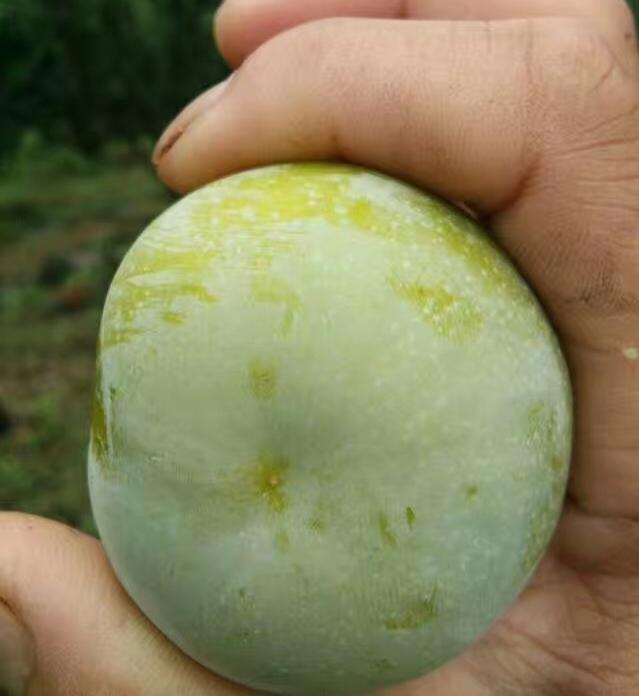 蜂糖李成熟时间是什么时候，种植蜂糖李需了解的事