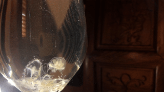 水中熊猫唯一淡水水母，为什么会凭空出现成百上千的水母
