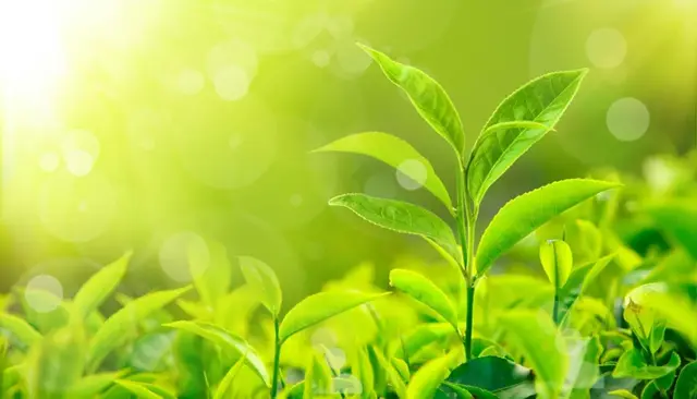 带有红字的四字成语，26个春天的成语