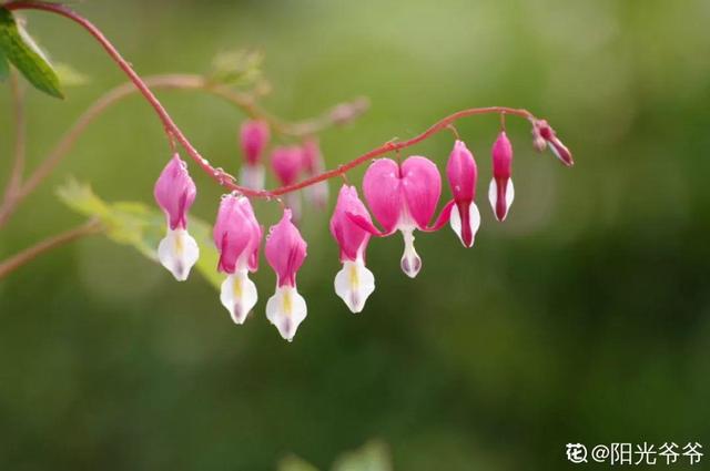 马蹄莲花期有多长，马蹄莲 花期（这花连开10个月）