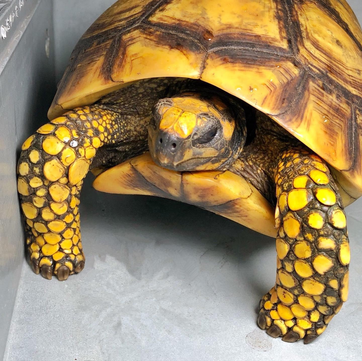 红腿陆龟(黄腿象龟) - 去钓鱼