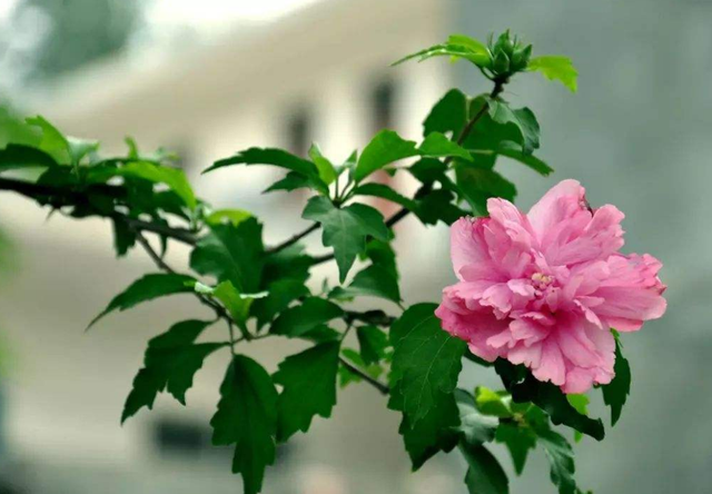 木槿花的花语是什么，花语比较虐心的花（它的花语有什么含义）