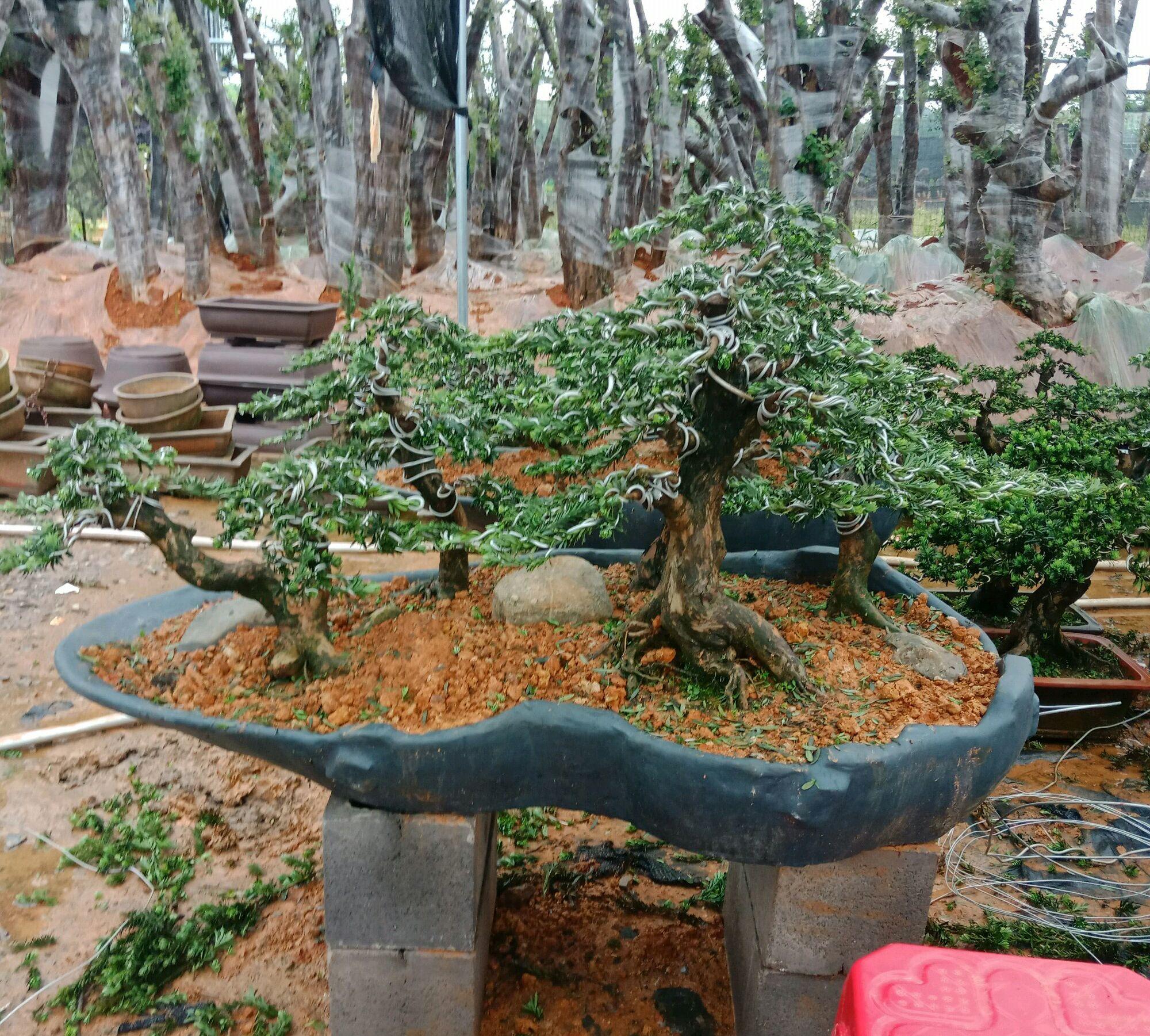 罗汉松叶子发黄干枯是什么原因，罗汉松叶子发黄干枯还能活吗（罗汉松盆景的松针叶子发黄了怎么回事）