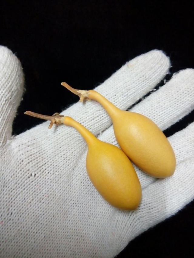 小葫芦怎么盘出包浆，葫芦挂件风水（想盘出收藏级包浆的文玩葫芦吗）