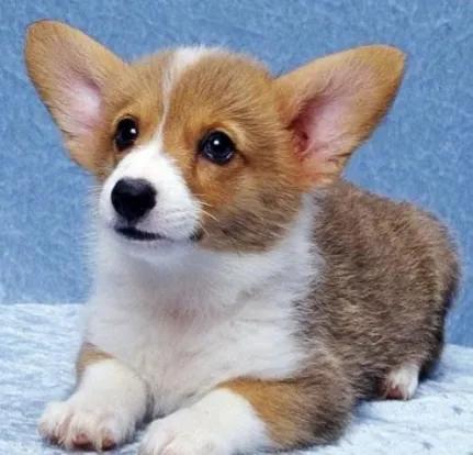 威尔士柯基犬怎么介绍，威尔士柯基犬属于什么犬（威尔士柯基犬）