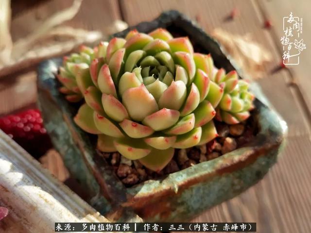 雪候鸟是什么意思，雪候鸟歌词表达什么意思（多肉于我从来不是锦上添花）