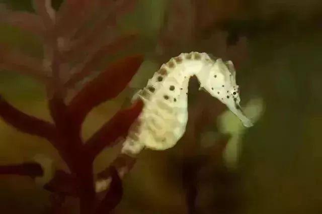 海马属于鱼类吗，海马属于鱼类吗百科（海马是地球上唯一由雄性负责怀孕的生物）