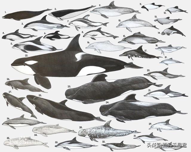 鲨鱼为什么不吃海豚，为什么鲨鱼不吃海豚（“鲨鱼不吃海豚”这样明显的谣言为何能甚嚣尘上）