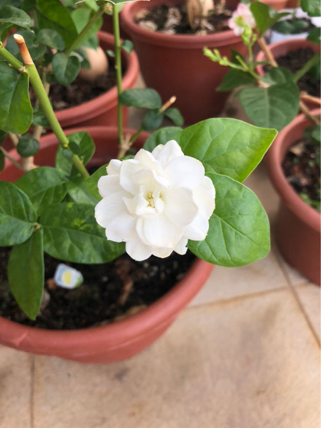 十二星座生辰花及花语，生辰花的花语（来看看你是哪个）