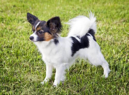 蝴蝶犬为什么禁养，蝴蝶犬的优缺点（为何外貌华丽的“蝴蝶犬”越来越失宠）