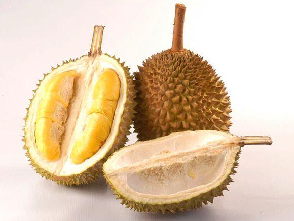 长柄猫山王的介绍，长柄猫山王是什么品种（属榴莲狂热粉的先上车）