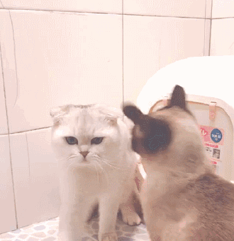 猫中之王是什么品种，十大最漂亮的猫（暹罗猫：堪称最忠诚的猫）