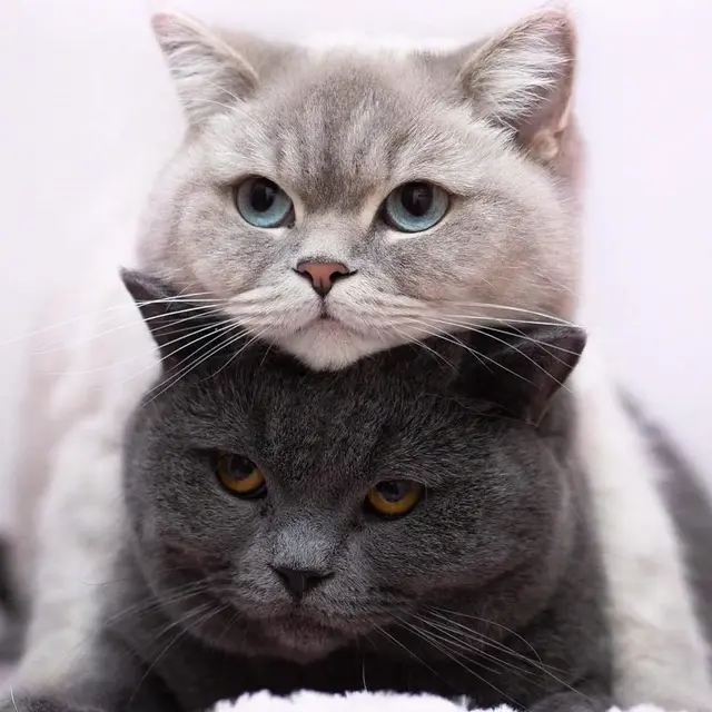 猫咪狗狗头像微信，猫咪狗狗头像（超可爱猫咪狗狗头像）