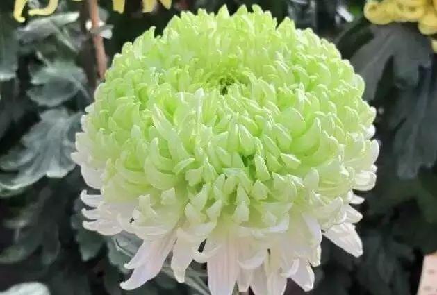 世界最美菊花80种太美了，金秋十月赏菊花——世界最美菊花80种送给您