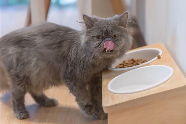 猫能吃什么人类食物，猫咪可以吃什么人类食物（猫咪可以吃的9种人类食物）